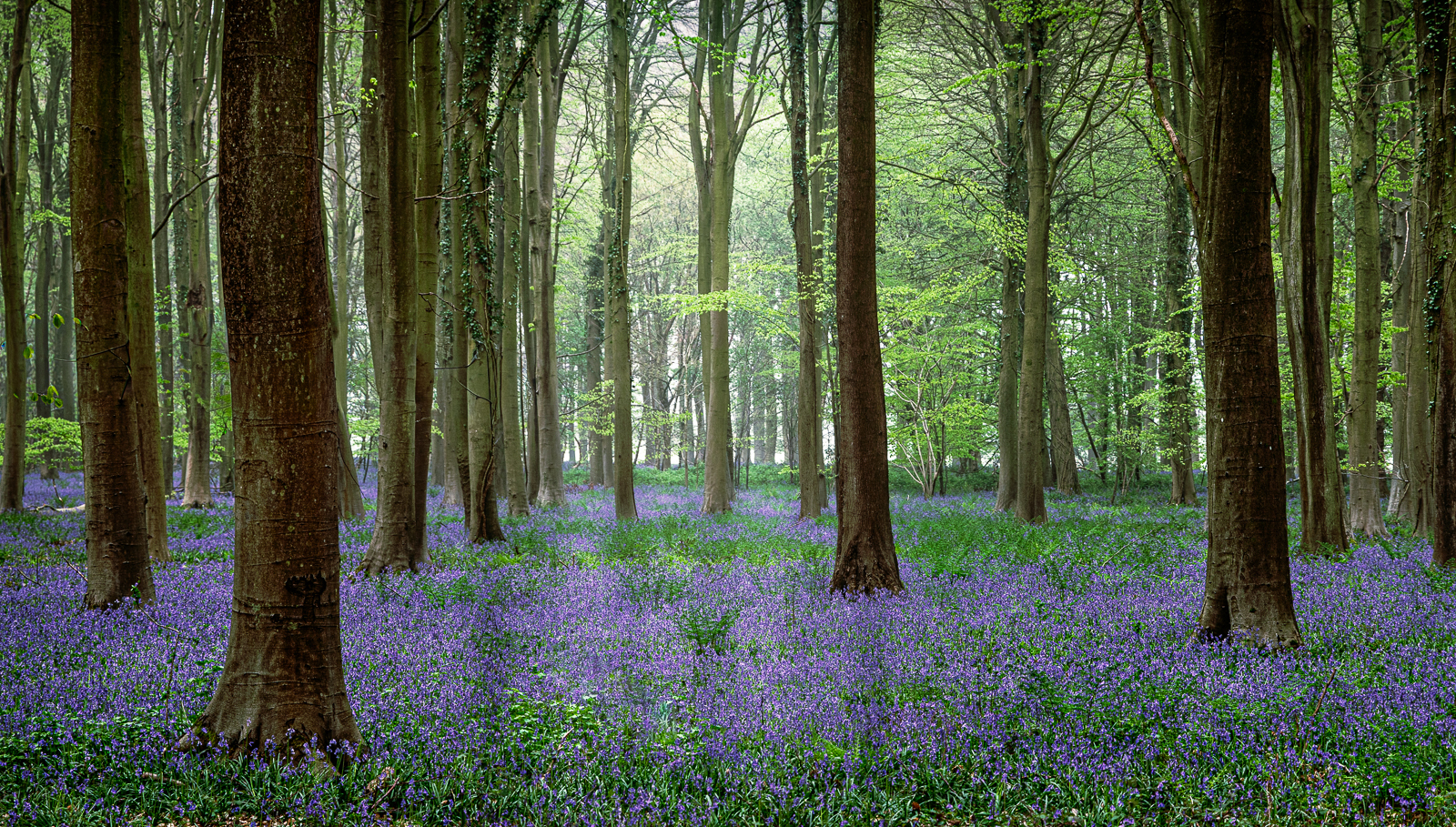 KINGS WOOD BLUEBELLS by John Gough